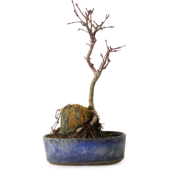 Acer palmatum Deshojo, 22 cm, ± 8 anni