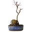 Acer palmatum Deshojo, 22 cm, ± 8 ans