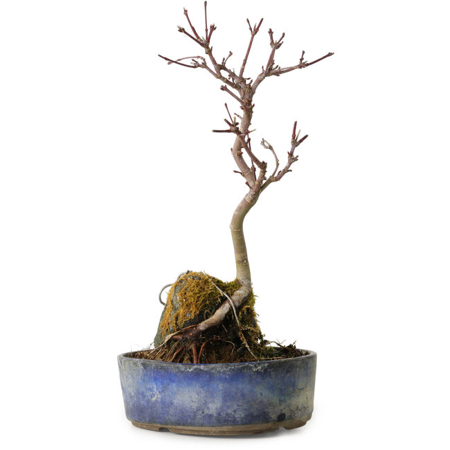 Acer palmatum Deshojo, 22 cm, ± 8 ans
