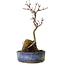 Acer palmatum Deshojo, 22 cm, ± 8 ans