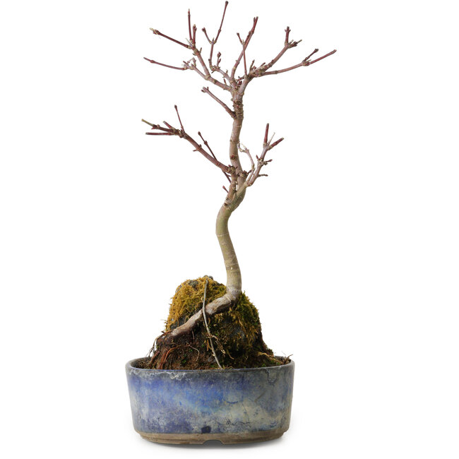 Acer palmatum Deshojo, 22 cm, ± 8 ans