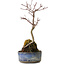 Acer palmatum Deshojo, 22 cm, ± 8 ans
