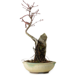 Acer palmatum Deshojo, 26 cm, ± 8 Jahre alt