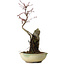 Acer palmatum Deshojo, 26 cm, ± 8 years old