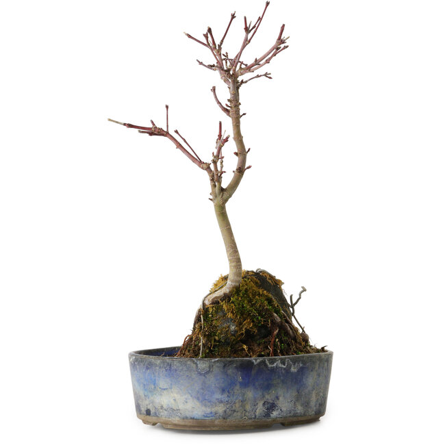 Acer palmatum Deshojo, 22 cm, ± 8 jaar oud