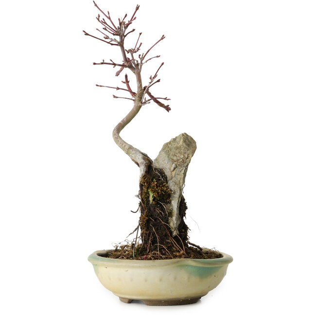 Acer palmatum Deshojo, 26 cm, ± 8 anni