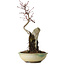 Acer palmatum Deshojo, 26 cm, ± 8 años de edad