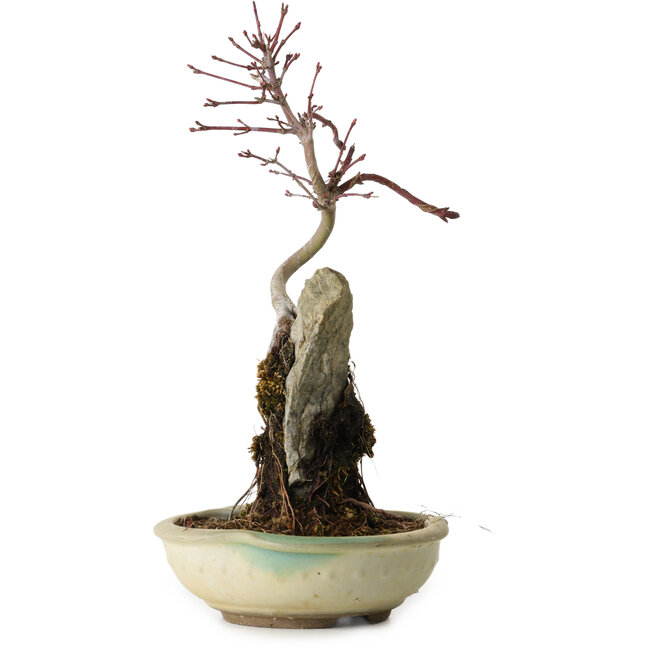 Acer palmatum Deshojo, 26 cm, ± 8 Jahre alt