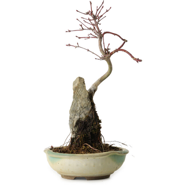 Acer palmatum Deshojo, 26 cm, ± 8 Jahre alt