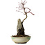 Acer palmatum Deshojo, 26 cm, ± 8 años de edad