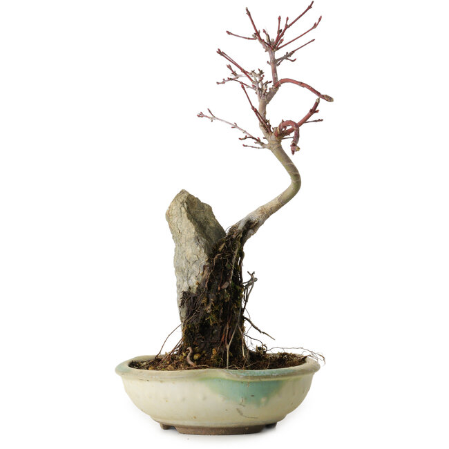 Acer palmatum Deshojo, 26 cm, ± 8 years old
