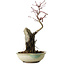 Acer palmatum Deshojo, 26 cm, ± 8 Jahre alt