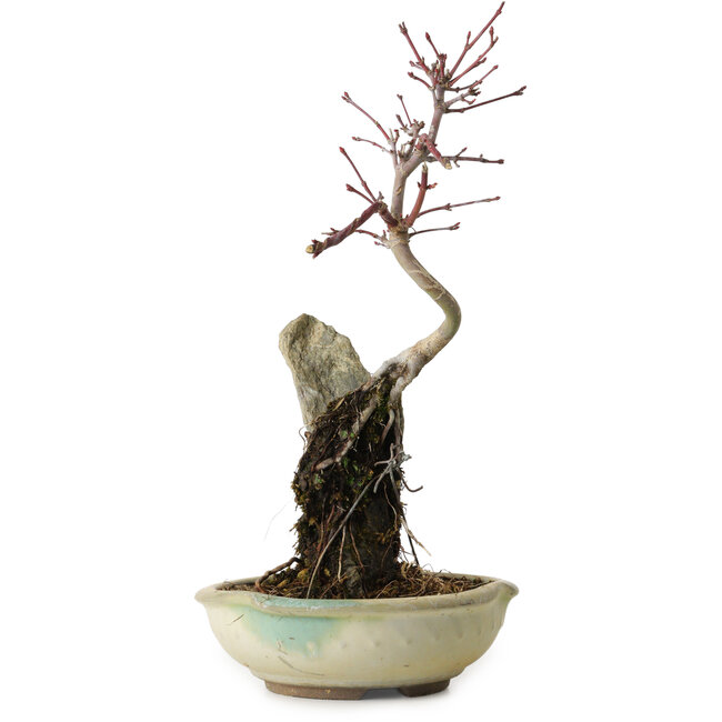 Acer palmatum Deshojo, 26 cm, ± 8 years old
