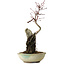 Acer palmatum Deshojo, 26 cm, ± 8 anni