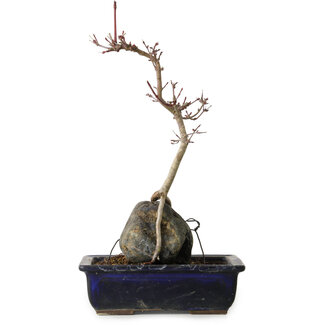 Acer palmatum Deshojo, 30 cm, ± 8 ans