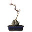 Acer palmatum Deshojo, 30 cm, ± 8 ans