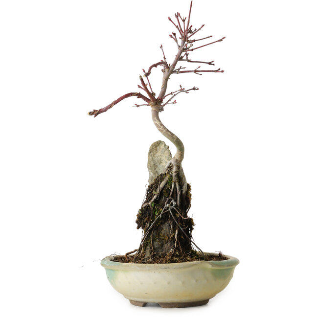 Acer palmatum Deshojo, 26 cm, ± 8 años de edad