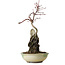 Acer palmatum Deshojo, 26 cm, ± 8 jaar oud