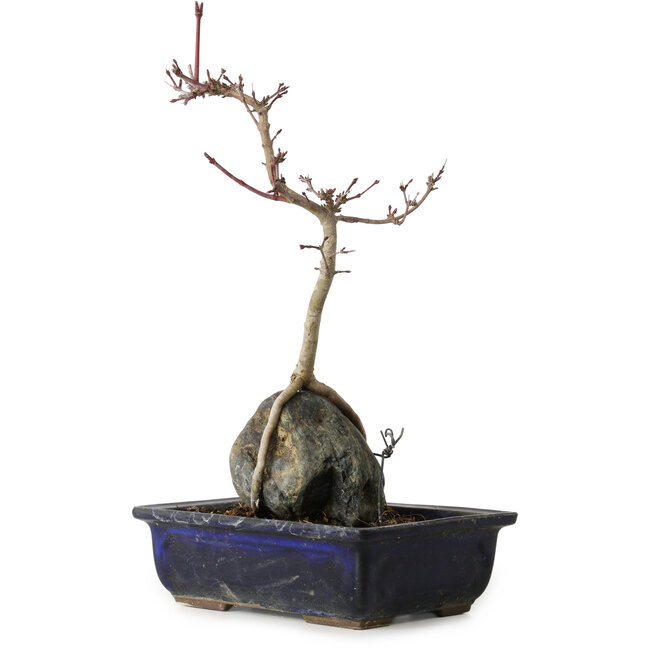 Acer palmatum Deshojo, 30 cm, ± 8 anni