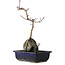 Acer palmatum Deshojo, 30 cm, ± 8 ans