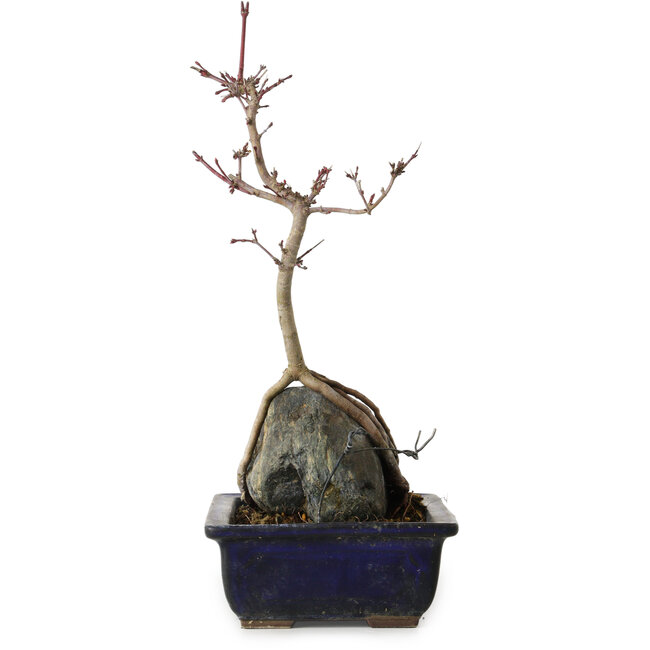 Acer palmatum Deshojo, 30 cm, ± 8 ans