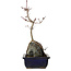 Acer palmatum Deshojo, 30 cm, ± 8 ans