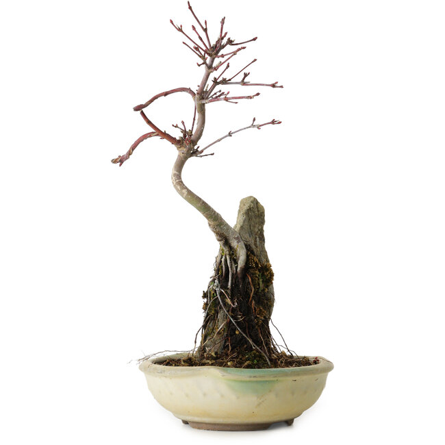 Acer palmatum Deshojo, 26 cm, ± 8 anni