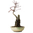 Acer palmatum Deshojo, 26 cm, ± 8 years old