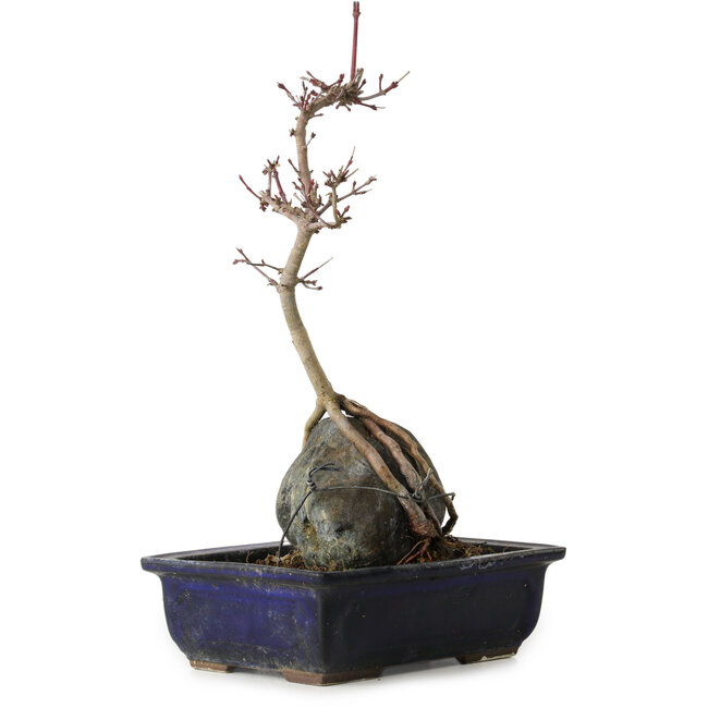 Acer palmatum Deshojo, 30 cm, ± 8 ans