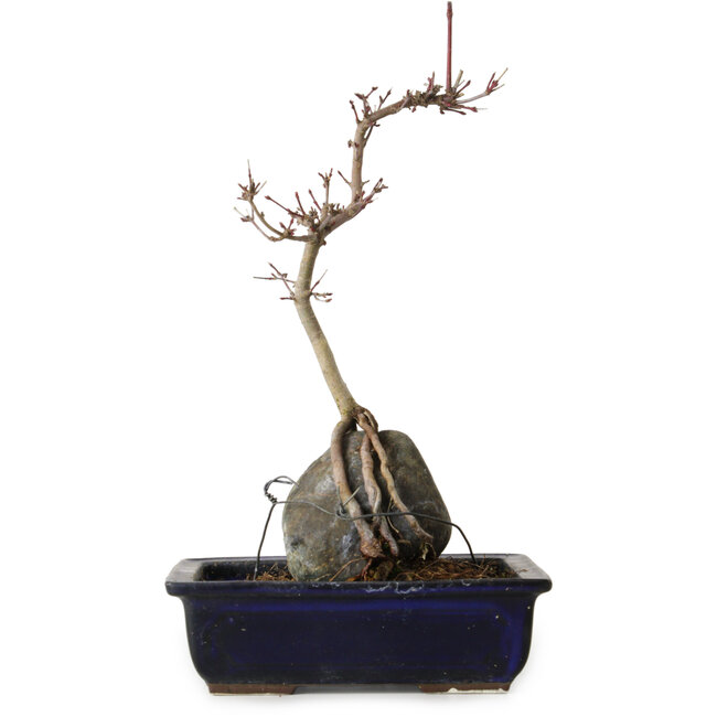 Acer palmatum Deshojo, 30 cm, ± 8 jaar oud