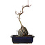 Acer palmatum Deshojo, 30 cm, ± 8 ans