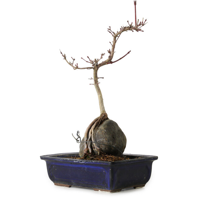Acer palmatum Deshojo, 30 cm, ± 8 ans