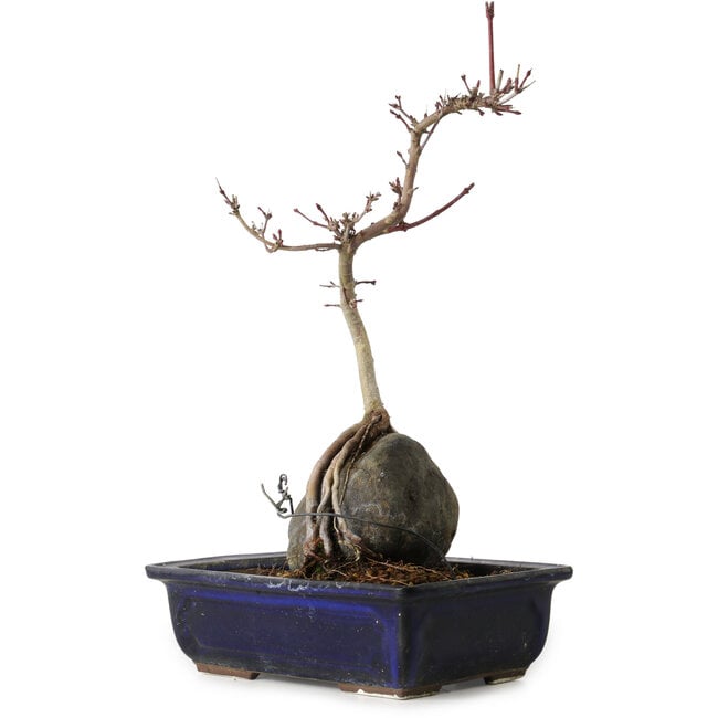 Acer palmatum Deshojo, 30 cm, ± 8 Jahre alt