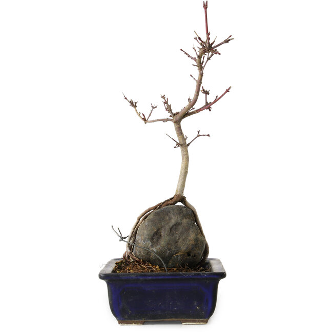 Acer palmatum Deshojo, 30 cm, ± 8 ans