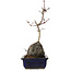 Acer palmatum Deshojo, 30 cm, ± 8 ans