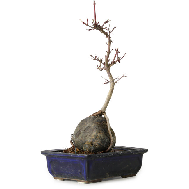 Acer palmatum Deshojo, 30 cm, ± 8 jaar oud