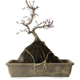 Acer palmatum Deshojo, 29 cm, ± 8 anni