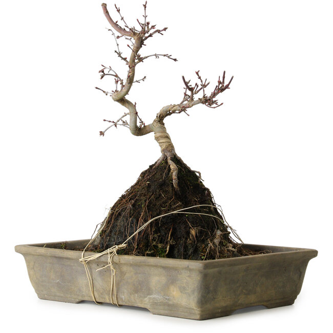 Acer palmatum Deshojo, 29 cm, ± 8 jaar oud