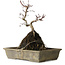 Acer palmatum Deshojo, 29 cm, ± 8 jaar oud