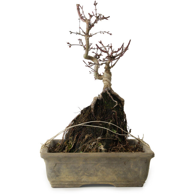 Acer palmatum Deshojo, 29 cm, ± 8 anni