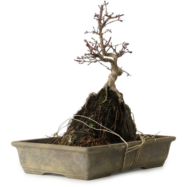 Acer palmatum Deshojo, 29 cm, ± 8 anni