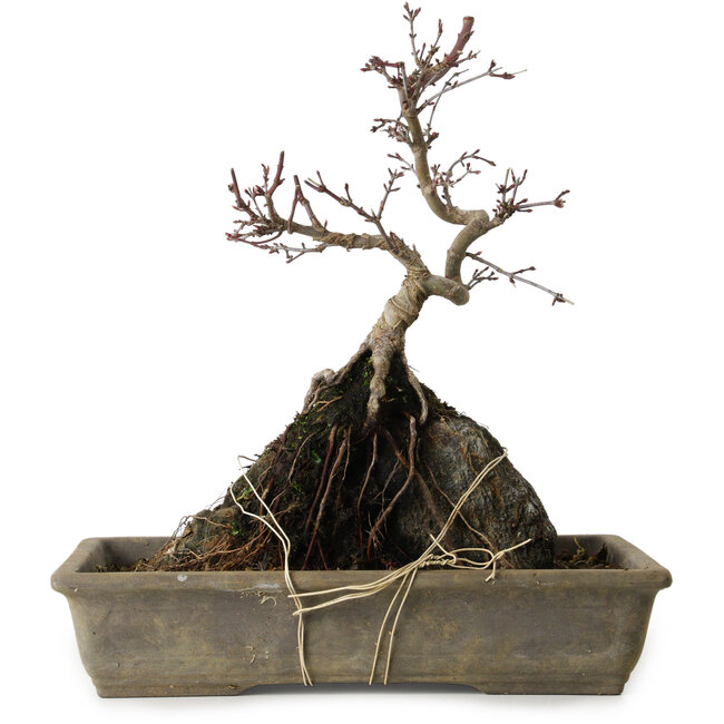 Acer palmatum Deshojo, 29 cm, ± 8 años de edad