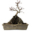 Acer palmatum Deshojo, 29 cm, ± 8 jaar oud