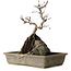 Acer palmatum Deshojo, 29 cm, ± 8 Jahre alt