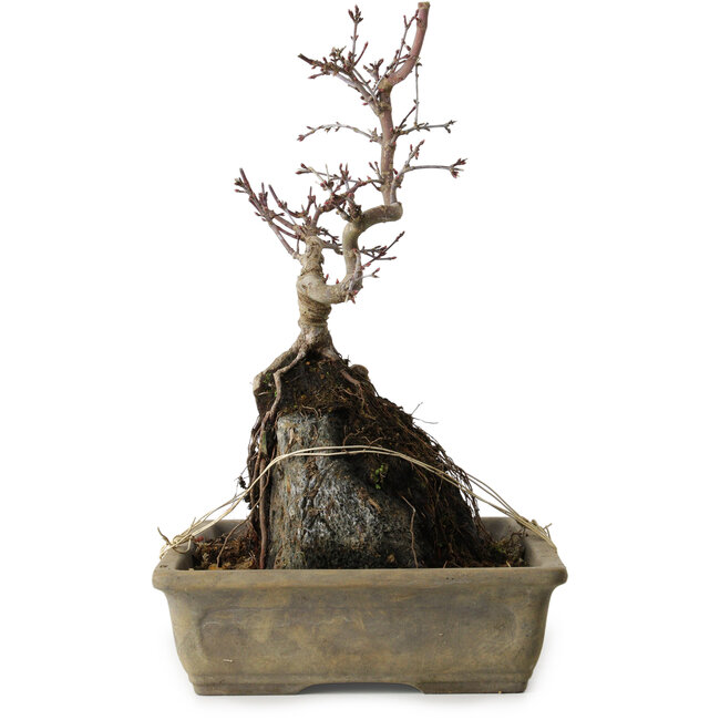 Acer palmatum Deshojo, 29 cm, ± 8 Jahre alt