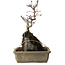 Acer palmatum Deshojo, 29 cm, ± 8 anni