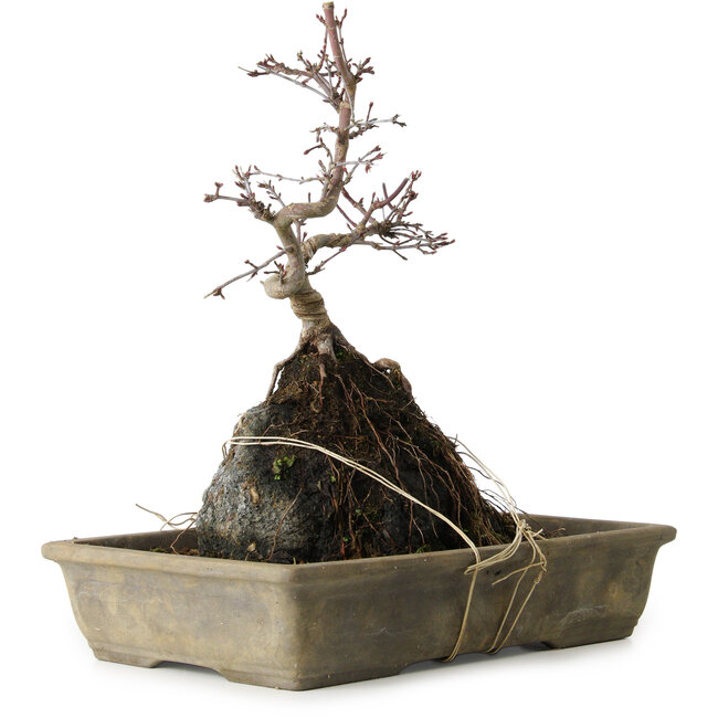 Acer palmatum Deshojo, 29 cm, ± 8 jaar oud