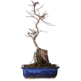 Acer palmatum Deshojo, 35 cm, ± 8 Jahre alt