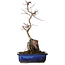 Acer palmatum Deshojo, 35 cm, ± 8 ans