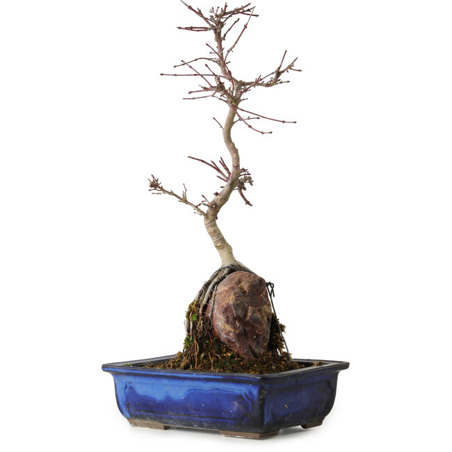 Acer palmatum Deshojo, 35 cm, ± 8 ans